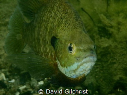 A Bluegill Sunfish photographed in local Quarry near Lake... by David Gilchrist 